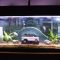 Fish Tank Decor Ideas  A Guide to Aquatic Artistry