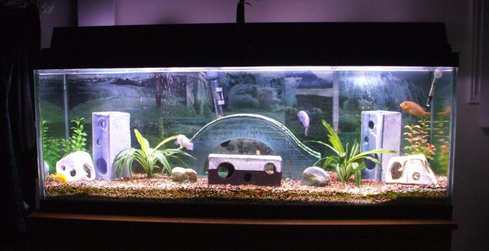 Fish tank decor ideas